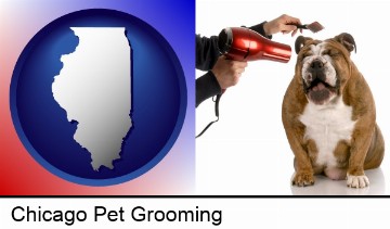 a dog being groomed with a comb and a hair dryer in Chicago, IL