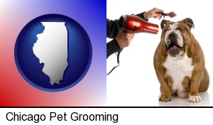 Chicago, Illinois - a dog being groomed with a comb and a hair dryer