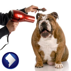 a dog being groomed with a comb and a hair dryer - with Washington, DC icon