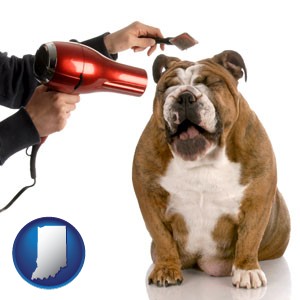 a dog being groomed with a comb and a hair dryer - with Indiana icon