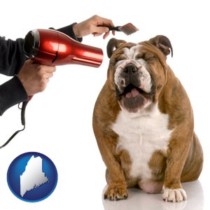 a dog being groomed with a comb and a hair dryer - with Maine icon
