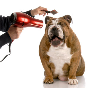 a dog being groomed with a comb and a hair dryer