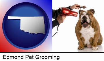 a dog being groomed with a comb and a hair dryer in Edmond, OK