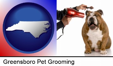 a dog being groomed with a comb and a hair dryer in Greensboro, NC