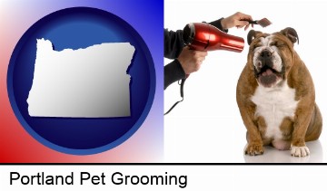 a dog being groomed with a comb and a hair dryer in Portland, OR