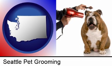 a dog being groomed with a comb and a hair dryer in Seattle, WA